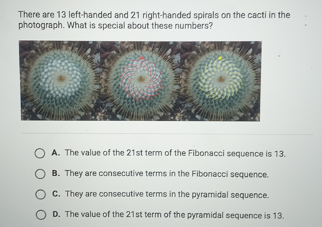 There are 13 left-handed and 21 right-handed spirals on the cacti in the photograph. What is special about these numbers?

A. The value of the 21 st term of the Fibonacci sequence is \( 13 . \)
B. They are consecutive terms in the Fibonacci sequence.
C. They are consecutive terms in the pyramidal sequence.
D. The value of the \( 21 \mathrm{st} \) term of the pyramidal sequence is \( 13 . \)